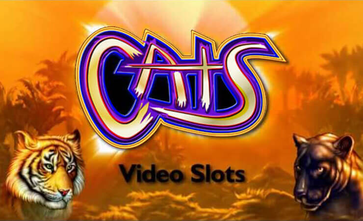 Cats by IGT